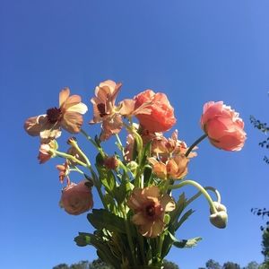 Meet your Posher, Parema